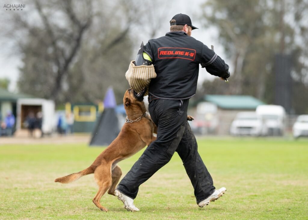 aggressive dog trainers near seattle