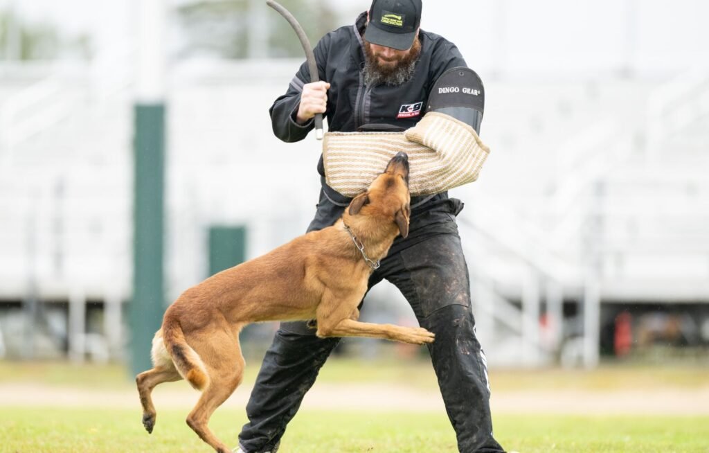 aggressive dog trainers in olympia wa