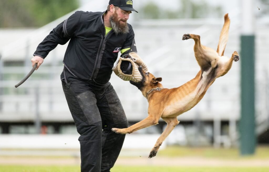 aggressive dog trainers in olympia wa